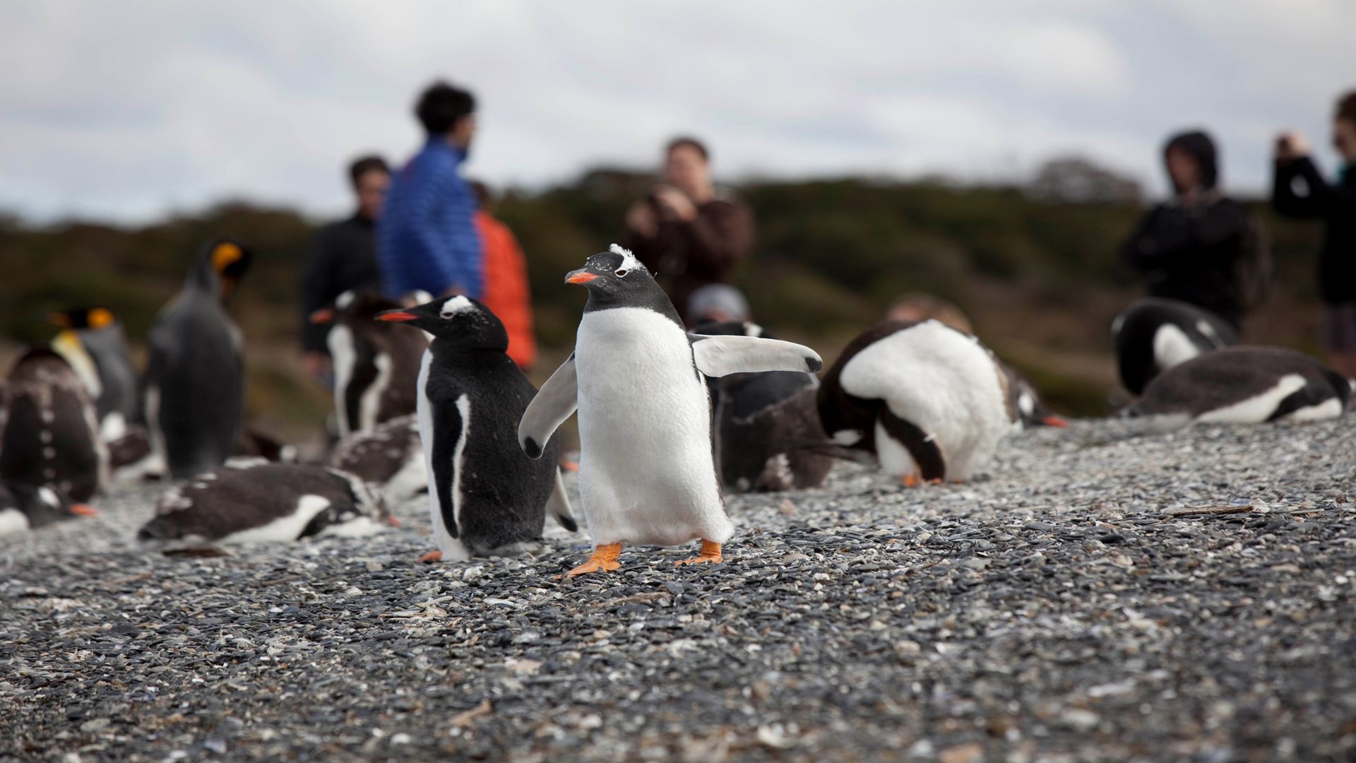 Pinguineira